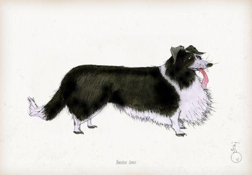 Border Collie - Fun Dog Cartoon Print by Tony Fernandes